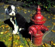 Dog and hydrant