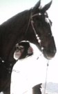 Chimp and horse
