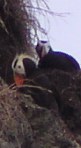 Two black birds on side of rock with orange beaks and white around the eyes